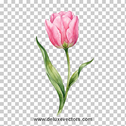 Tulip Plant Floral Clipart Free Transparent PNG