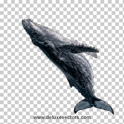 Majestic Ocean Humpback Whale Breaching PNG Image