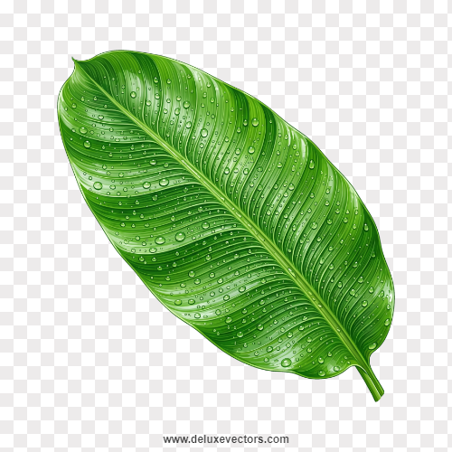 HD Banana Leaf Water Drops Realistic Element