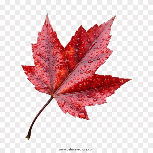 Canadian Red Maple Leaf with Water Drops Png