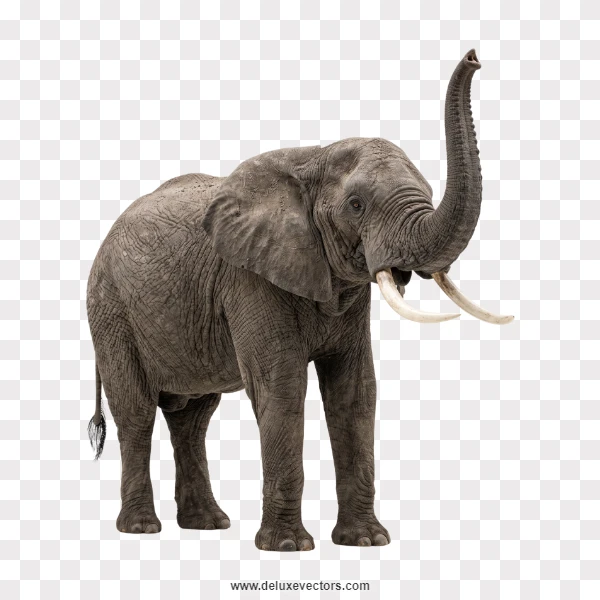 African Elephant Walking with Raised Trunk Cutout