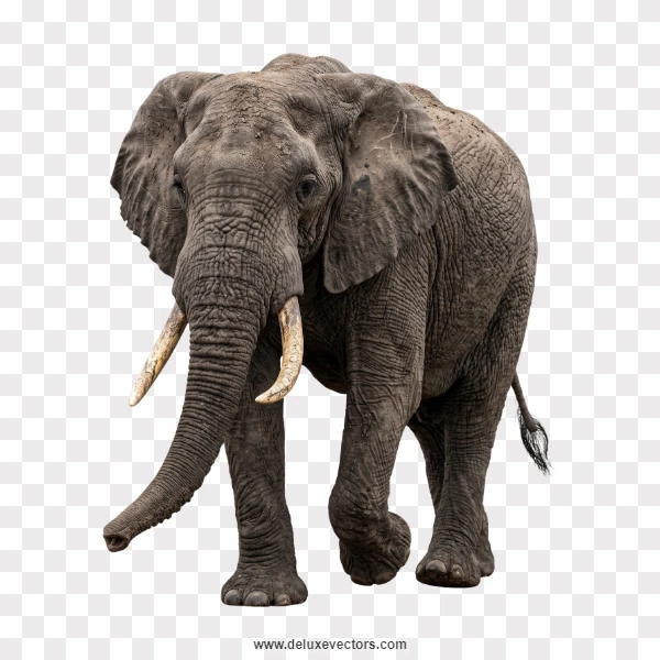 Walking African Elephant Side Profile Cutout Png