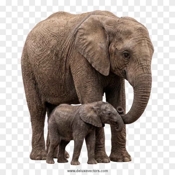 Realistic Mother Elephant with Baby Calf Photo Cutout