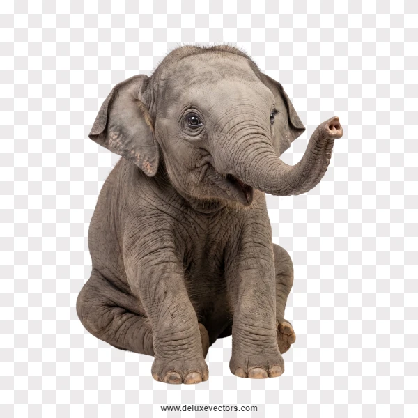 Realistic Isolated Sitting Baby Elephant Photo Png