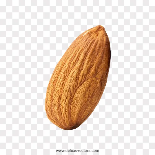 Single Raw Almond Close-up Png