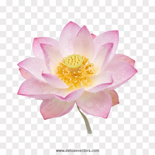 Blooming Pink Lotus Flower Close-up PNG