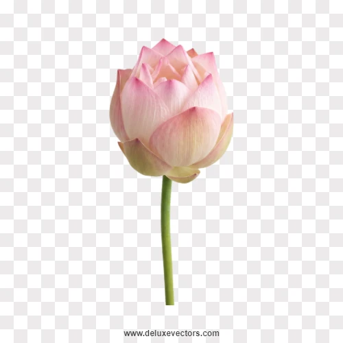 Closed Pink Lotus Bud Stem PNG