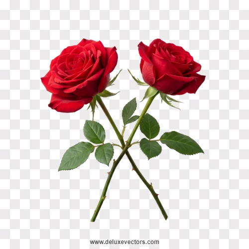 Crossed Red Rose Stems Pair PNG