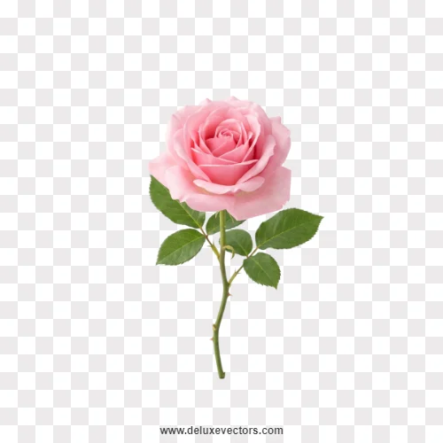 Light Pink Rose Stem PNG Transparent