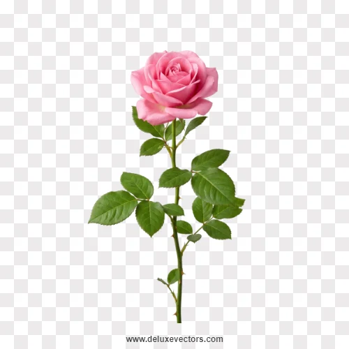 Long Stem Pink Rose Flower PNG