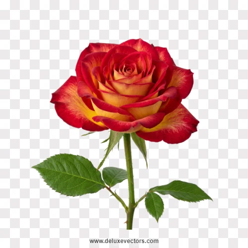 Orange Yellow Gradient Rose Stem PNG