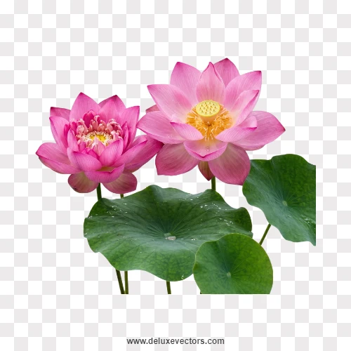 Pair of Pink Lotus Flowers with Leaf PNG
