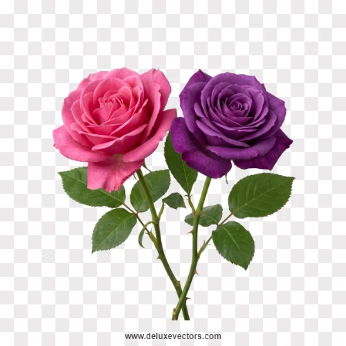 Pink and Purple Rose Stems Pair PNG