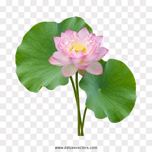 Pink Lotus Flower with Green Pad Leaves PNG