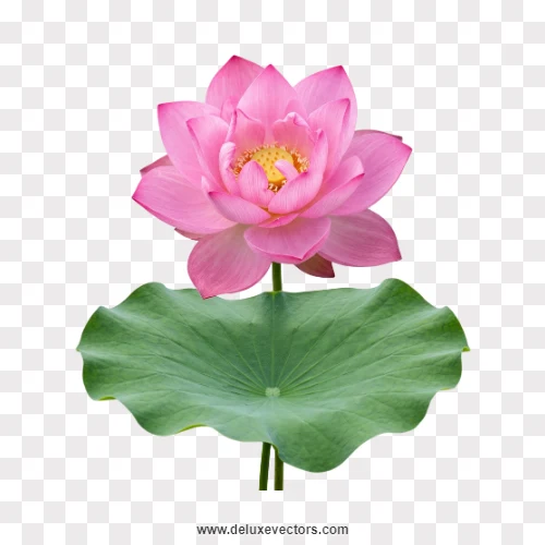 Pink Lotus Flower with Leaf PNG