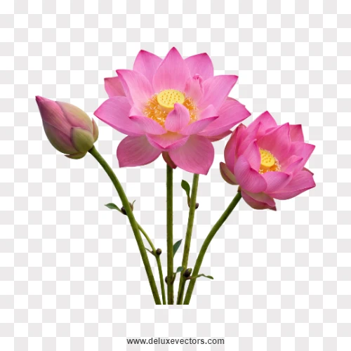 Pink Lotus Flowers and Bud Stems PNG