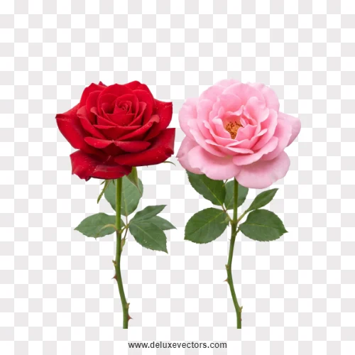 Red and Pink Rose Stems Pair PNG