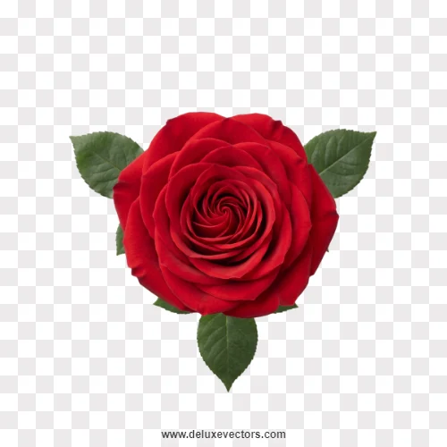Transparent Red Rose Head Top View PNG
