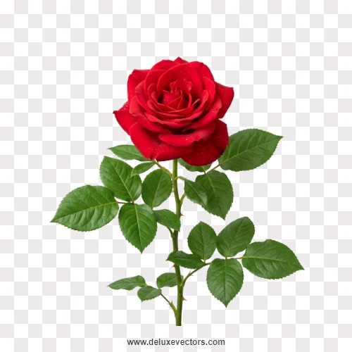 Single Red Rose Flower Long Stem PNG