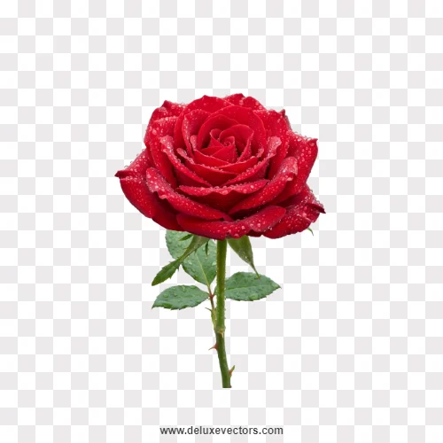 Single Red Rose with Water Drops PNG