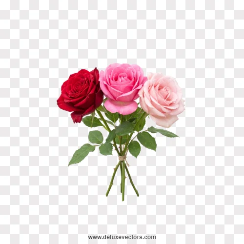 Trio Gradient Rose Bouquet PNG