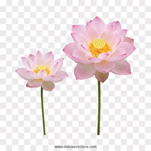 Two Pink Lotus Flowers on Stems PNG