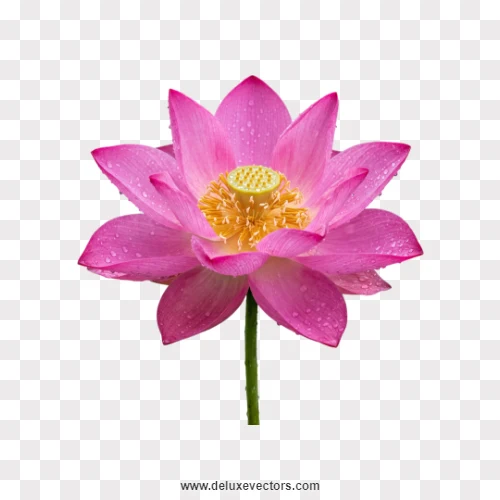 Vibrant Pink Lotus Flower Isolated PNG