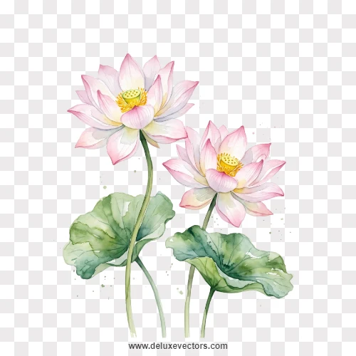 Watercolor Twin Lotus Flowers Illustration PNG