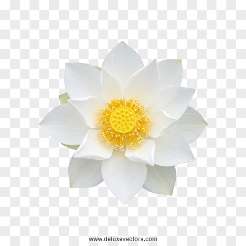 White Lotus Flower Top View PNG
