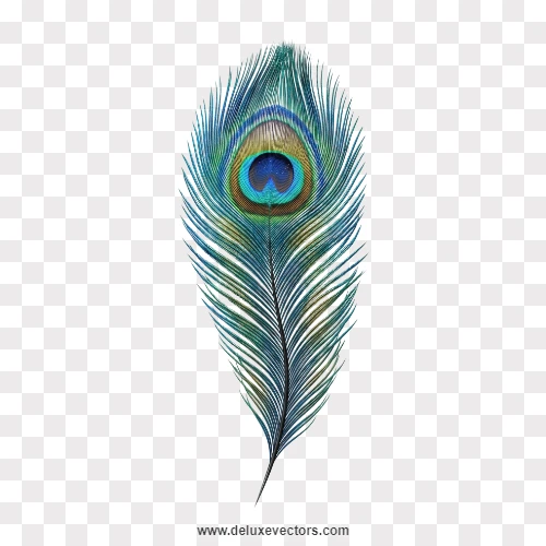 Detailed Peacock Feather Vertical PNG