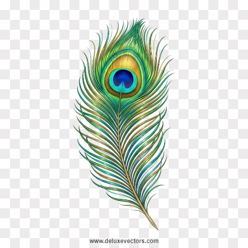 Fluffy Peacock Feather Curved PNG