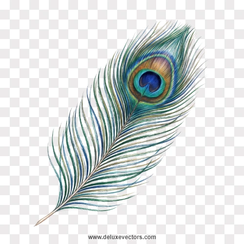 Realistic Peacock Feather Angled PNG
