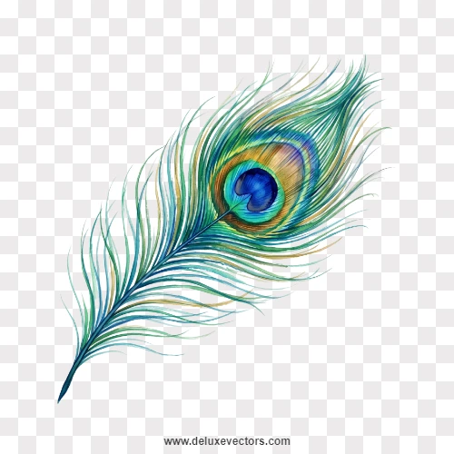 Single Peacock Feather Diagonal PNG